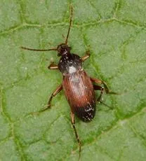 Choleva spadicea