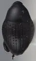 Cholinobaris rhomboidea - Cholinobaris rhomboidea