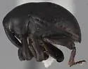 Cholinobaris rhomboidea - photo 2