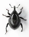 Cholinobaris rhomboidea - photo 3