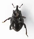 Cholinobaris rhomboidea - photo 5