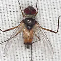 Cholomyia inaequipes