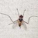 Cholomyia inaequipes - photo 2