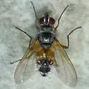 Cholomyia inaequipes - photo 3