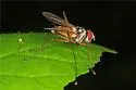 Cholomyia inaequipes - photo 4