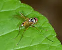 Cholomyia inaequipes - photo 5
