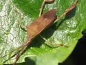 Chondrocera laticornis