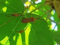 Chondrocera laticornis - photo 2