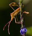 Chondrocera laticornis - photo 4