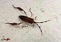 Chondrocera laticornis - photo 5