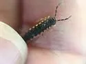 Chondromorpha xanthotricha