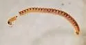 Choneiulus palmatus