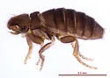 Chonocephalus heymonsi