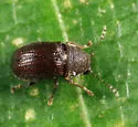 Choragus harrisii
