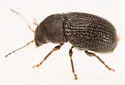 Choragus sayi - photo 2