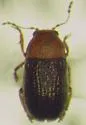 Choragus sayi - photo 4