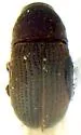 Choragus zimmermanni