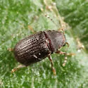 Choragus zimmermanni - photo 2