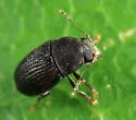 Choragus zimmermanni - photo 3