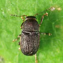 Choragus zimmermanni - photo 4