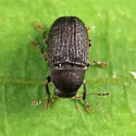 Choragus zimmermanni - photo 5