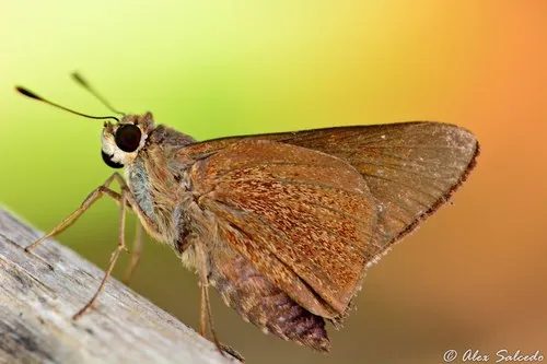 Monk Skipper - Hodges#4079 - Choranthus capucinus
