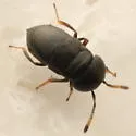 Choreia inepta - photo 2
