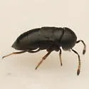 Choreia inepta - photo 3