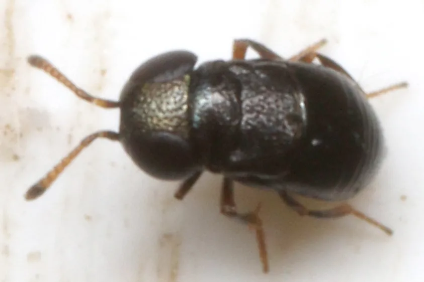 Choreia ineptus - photo 2