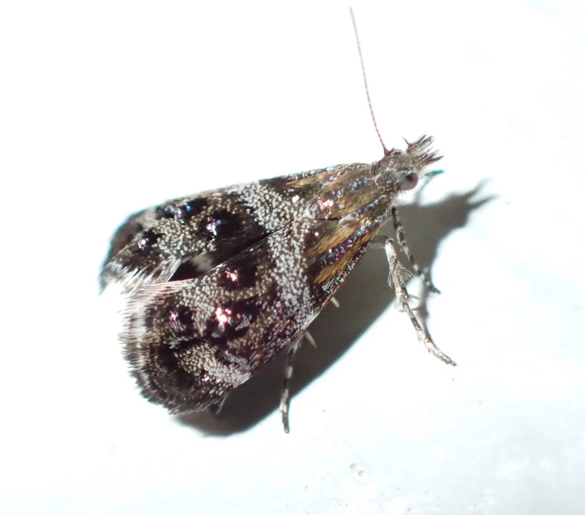 Metalmark Moths - photo 2
