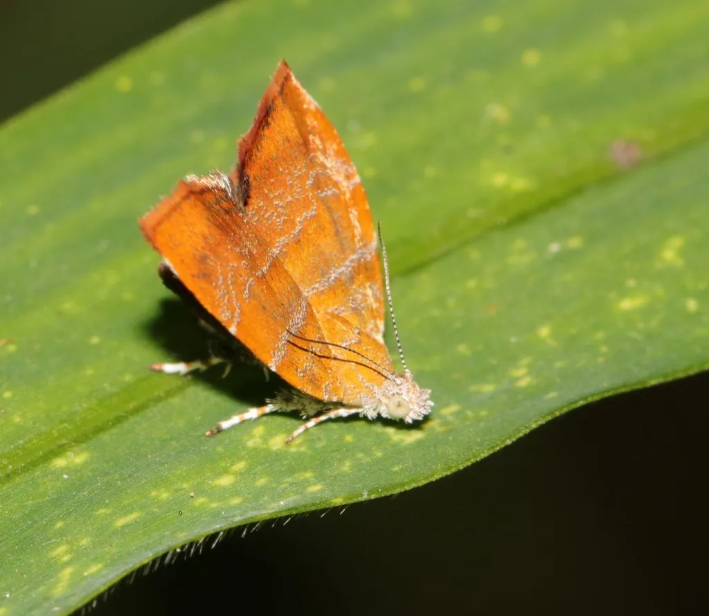 Choreutis achyrodes - photo 2