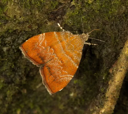 Choreutis achyrodes - photo 5