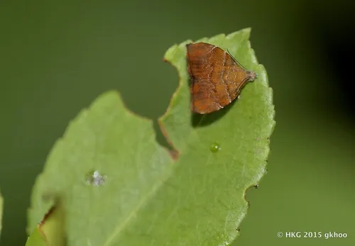 Choreutis achyrodes - photo 6