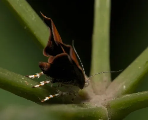 Choreutis achyrodes - photo 7