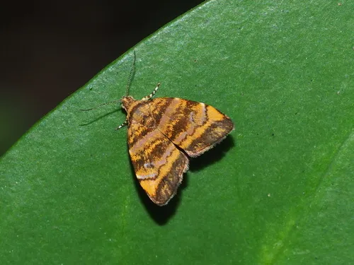 Choreutis amethystodes