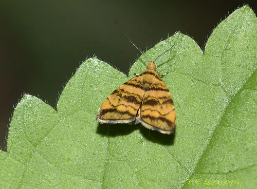 Choreutis amethystodes - photo 3