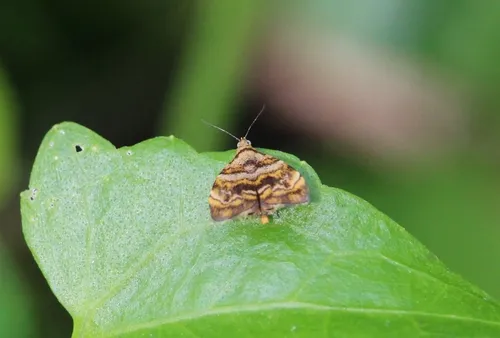Choreutis amethystodes - photo 4