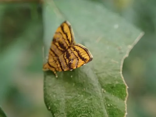 Choreutis amethystodes - photo 5