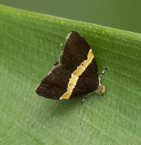 Choreutis basalis