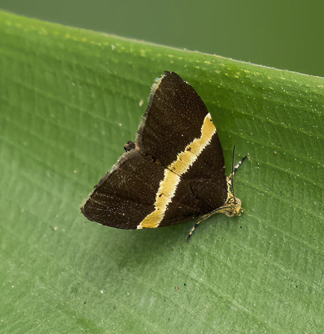 Choreutis basalis - photo 3