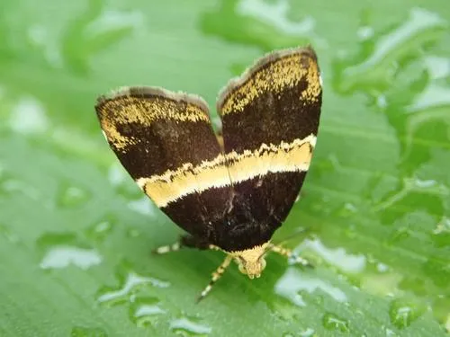 Choreutis basalis - photo 5