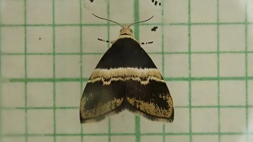 Choreutis basalis - photo 6