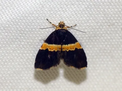 Choreutis basalis - photo 7