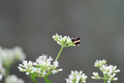 Choreutis basalis - photo 8