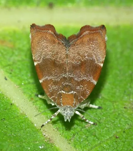 fig-tree skeletonizer moth - photo 4