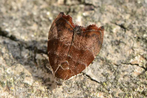 fig-tree skeletonizer moth - photo 5