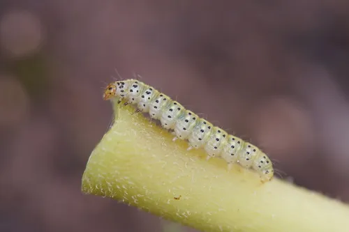 fig-tree skeletonizer moth - photo 6