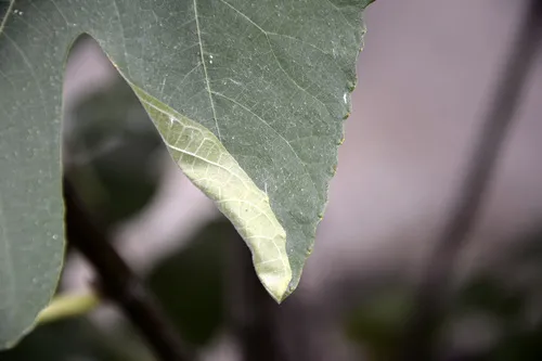 fig-tree skeletonizer moth - photo 7
