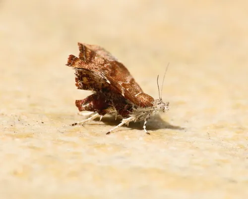 fig-tree skeletonizer moth - photo 8