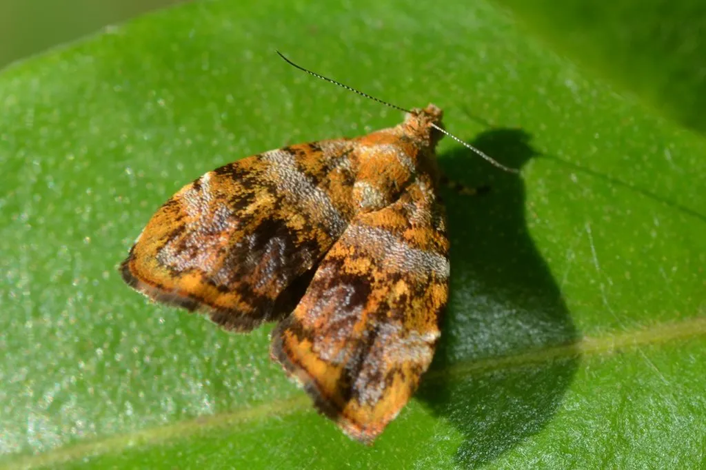 Choreutis ophiosema - photo 3